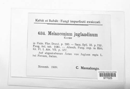 Melanconium juglandinum image